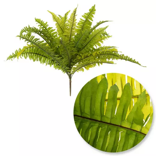 Boston Fern Bush