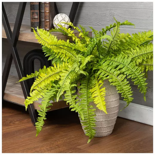 Boston Fern Bush - Image 2