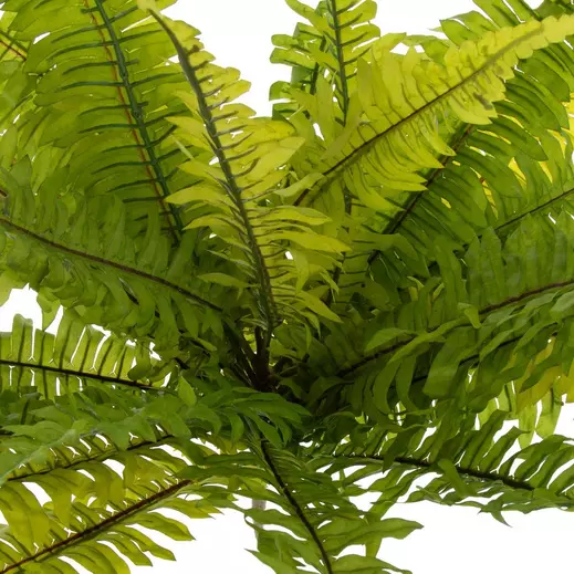Boston Fern Bush - Image 3