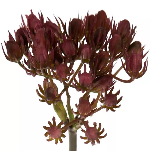 Burgundy Seed Pod Pick - Image 3