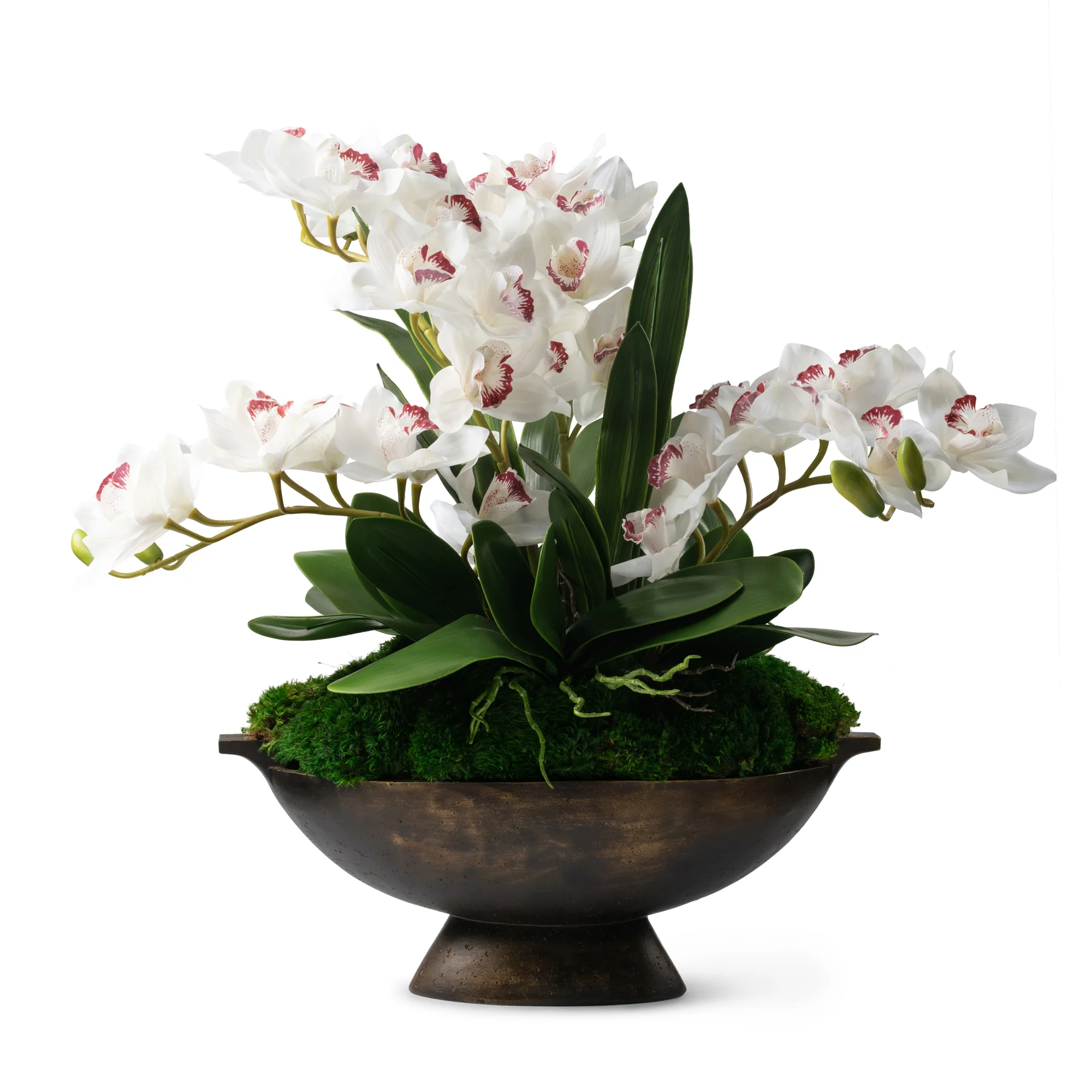 DH Orchids in Moss Brown Pot