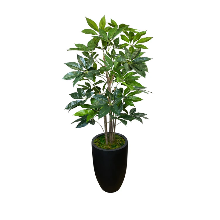 DH Schefflera Tree
